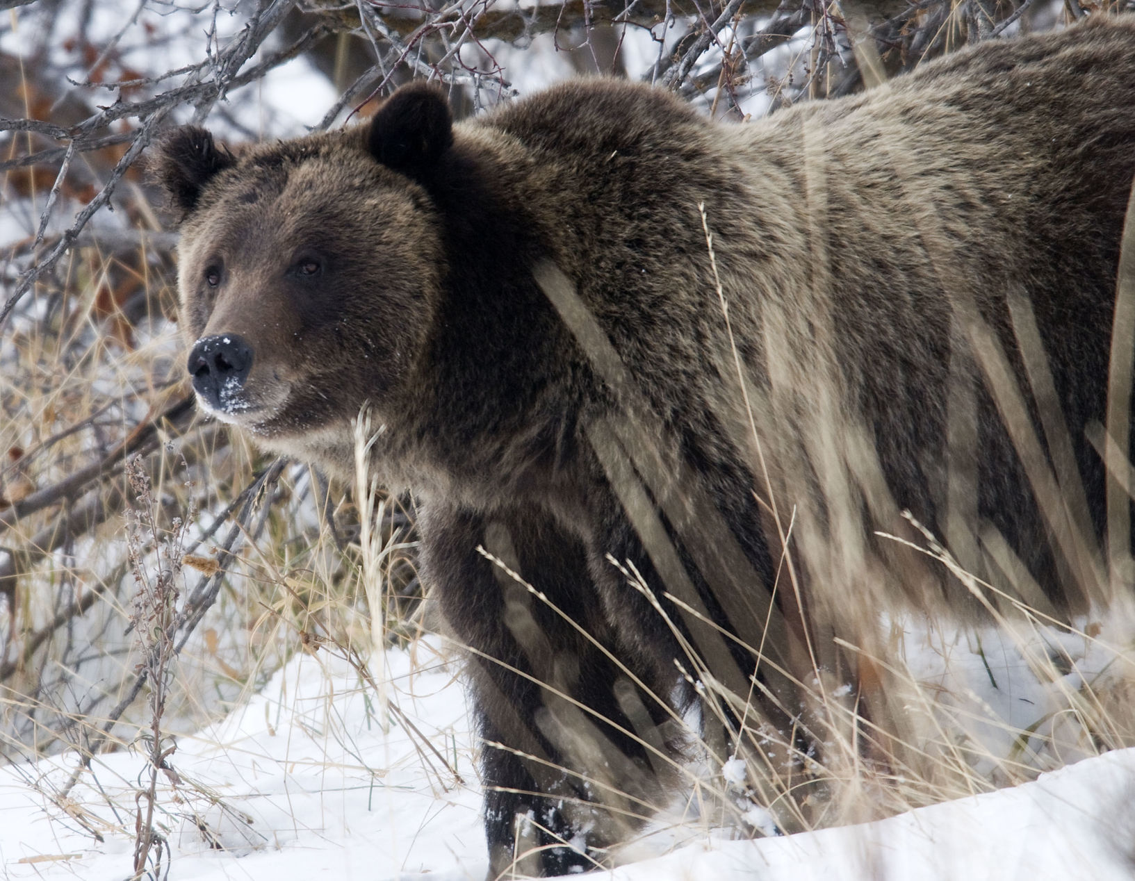 Grizzly hunt